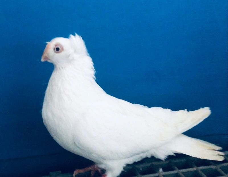 28090  femelă  2024 - Plecați ALBUM 4