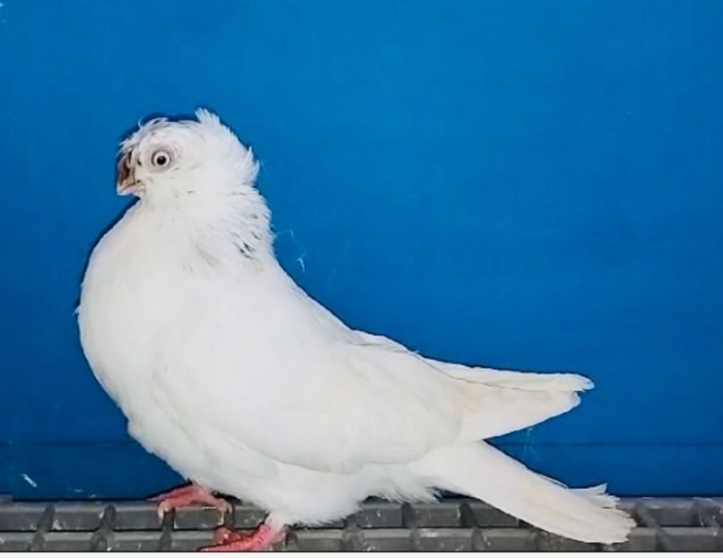 28063 femelă 2024 - Plecați ALBUM 4