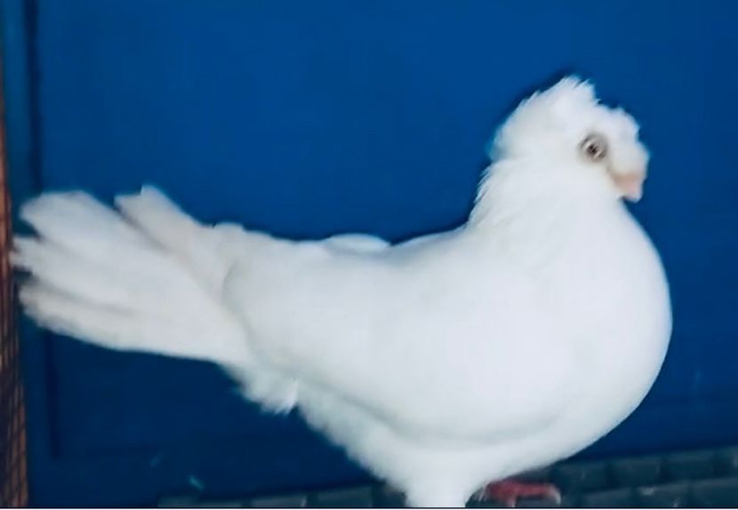 13410 femelă 2024 - Plecați ALBUM 4