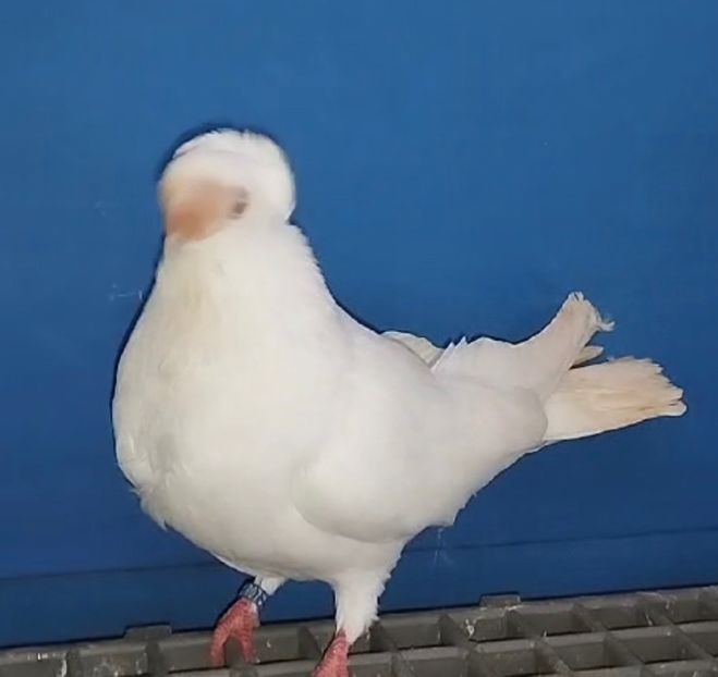 13447 femelă 2024 - Plecați ALBUM 4