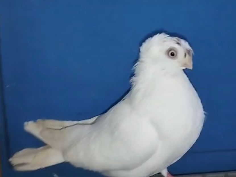 13463 femelă 2024 - Plecați ALBUM 4