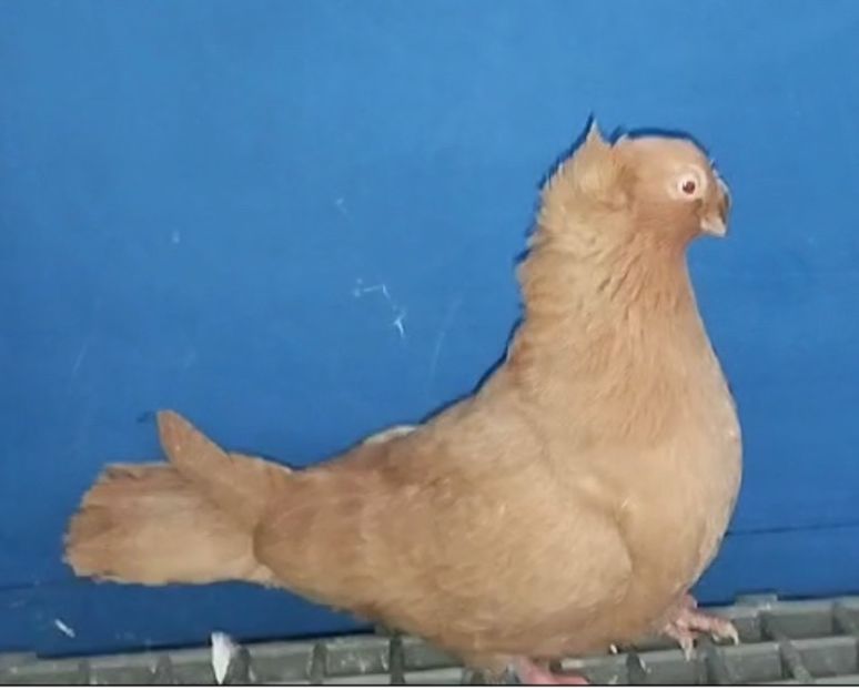 28038 femelă 2024 - Plecați ALBUM 4