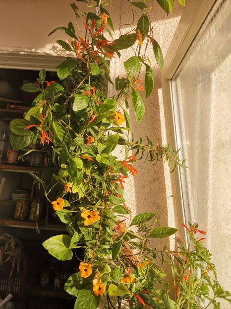  - Plante