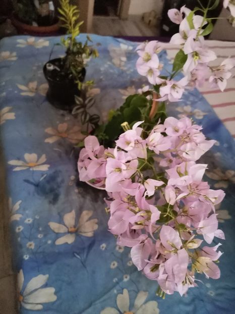  - Plante