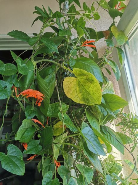  - Plante