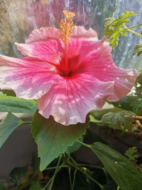  - Plante