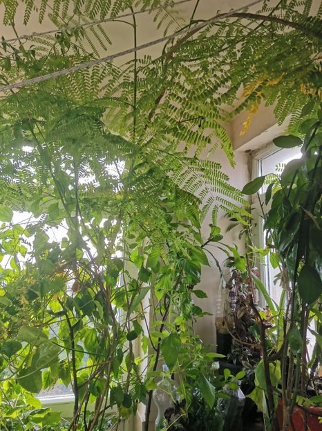  - Plante
