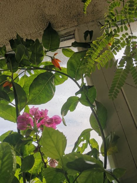 - Plante