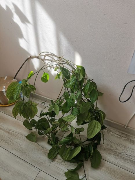  - Plante