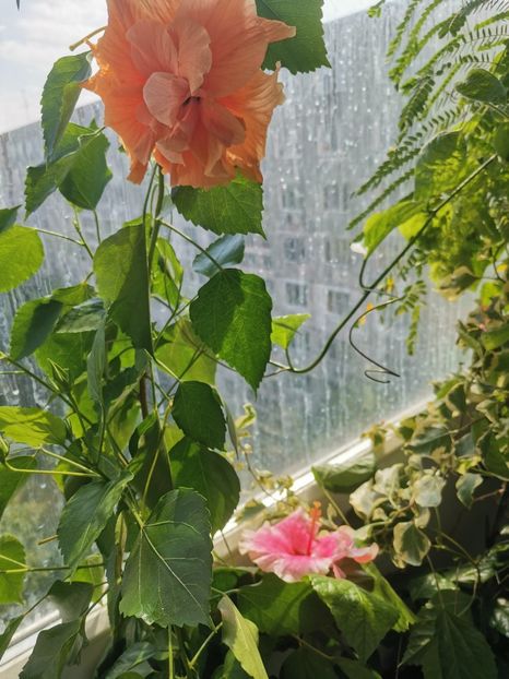  - Plante