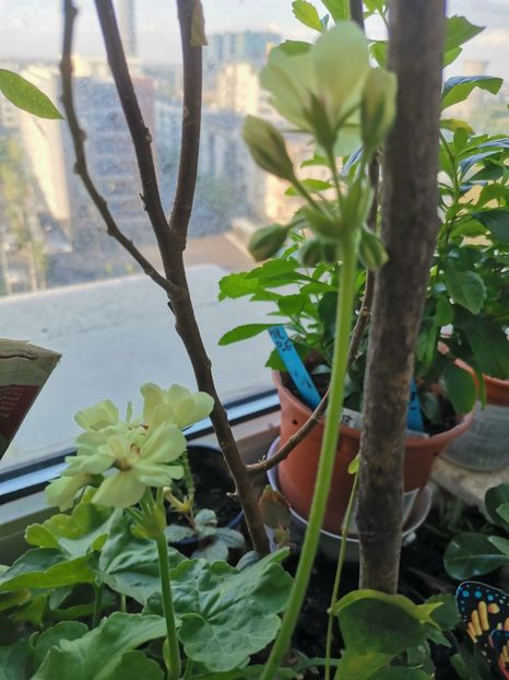  - Plante