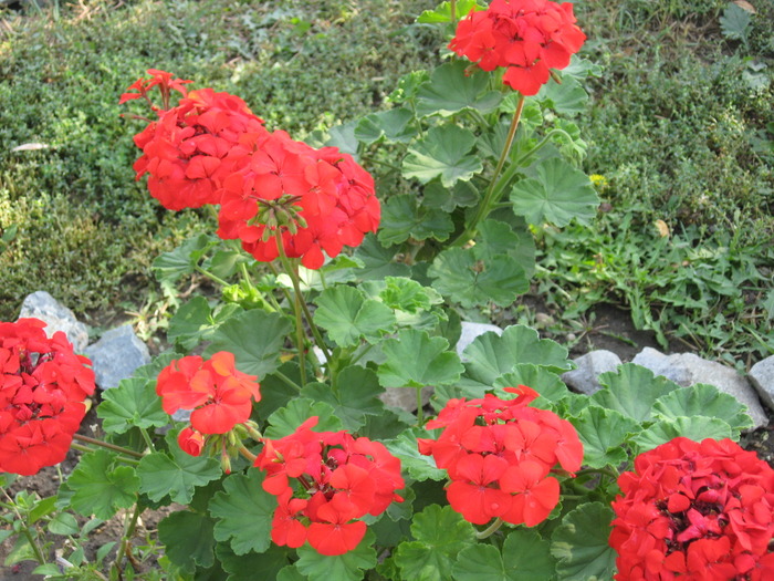 IMG_6432 - florile mele