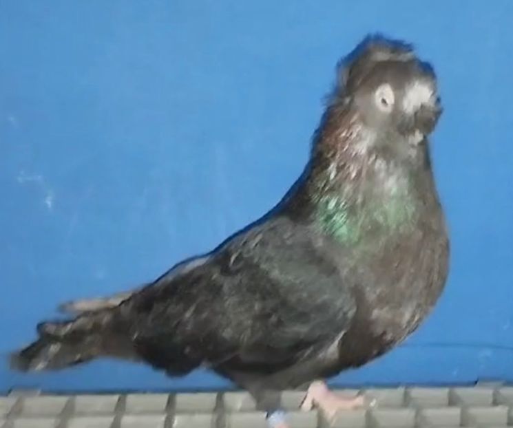 28061 mascul 2024 - Jucători Bimoțați de Ardeal