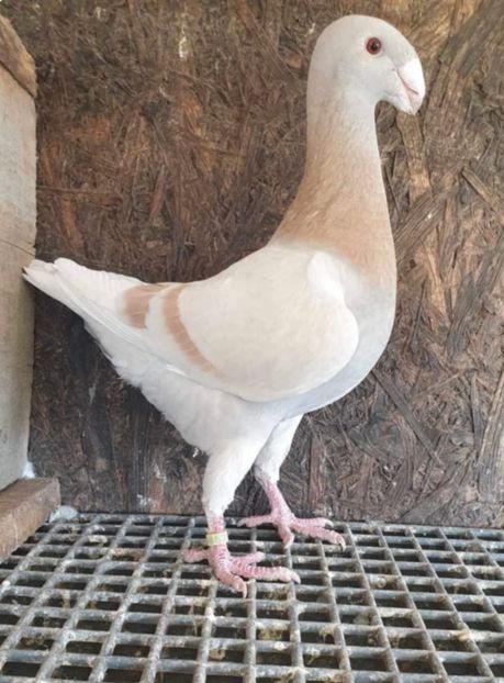 EEBF9C60-18FA-441B-B5C9-CDDCDB1D5DD1 - Germani