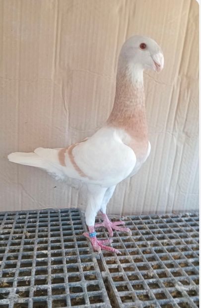 4D8B26DB-2F4E-4DA8-8EDD-1FC4E0563CE2 - Germani