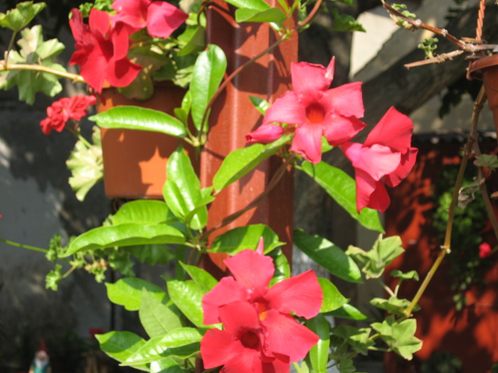 IMG_6439 - florile mele