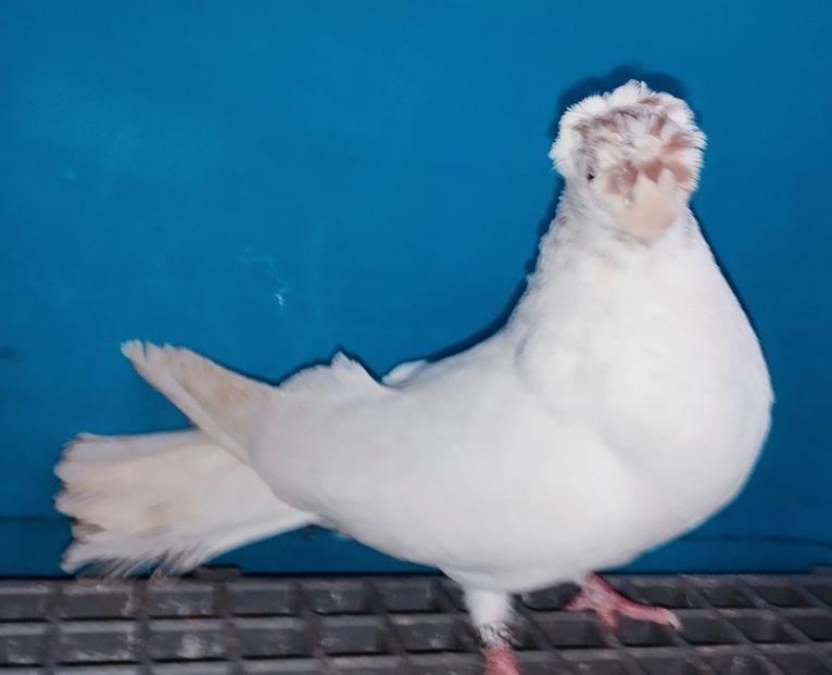 4370(22) mascul 2024 - Plecați ALBUM 4