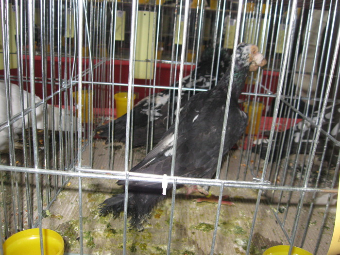 IMG_4576 - expo iasi 2010