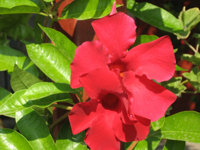 IMG_6440 - florile mele