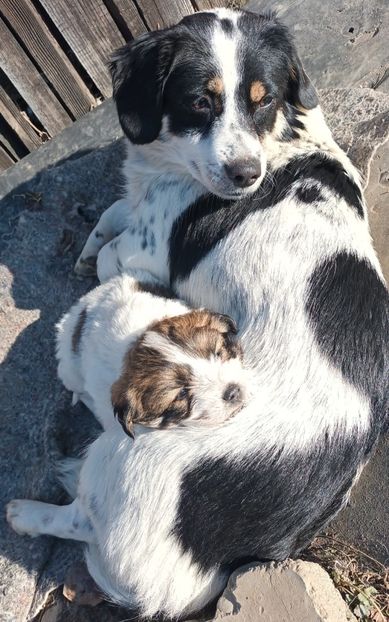  - AAAAAAAA__FLORA ȘI MUSTAȚĂ