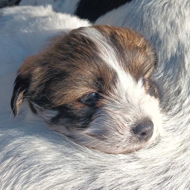  - AAAAAAAA__FLORA ȘI MUSTAȚĂ