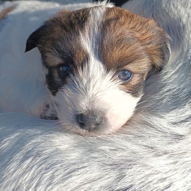  - AAAAAAAA__FLORA ȘI MUSTAȚĂ