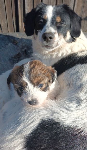  - AAAAAAAA__FLORA ȘI MUSTAȚĂ