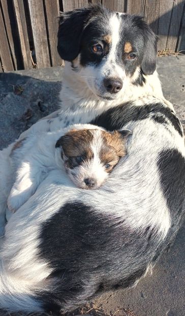  - AAAAAAAA__FLORA ȘI MUSTAȚĂ