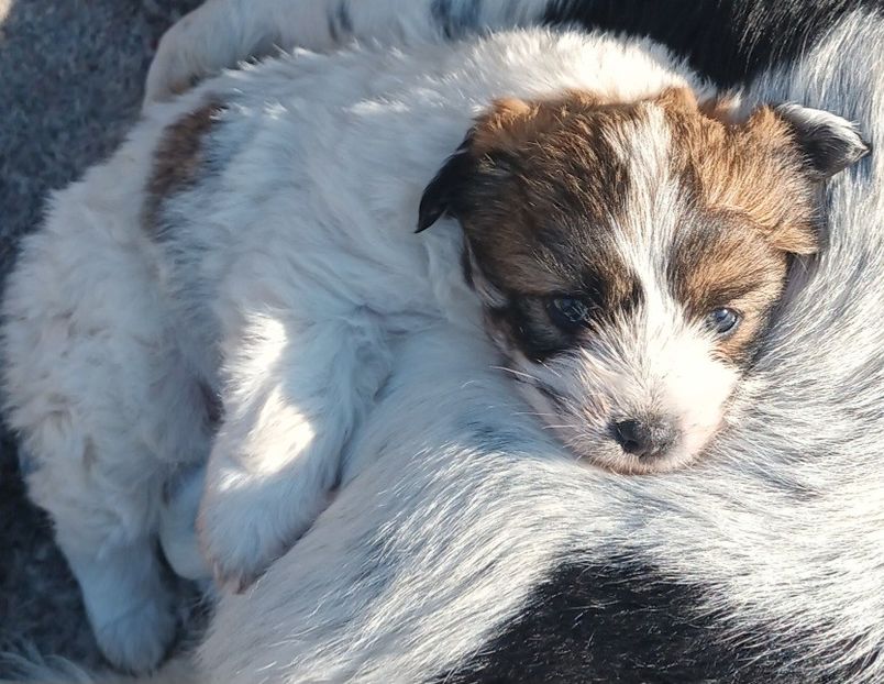  - AAAAAAAA__FLORA ȘI MUSTAȚĂ