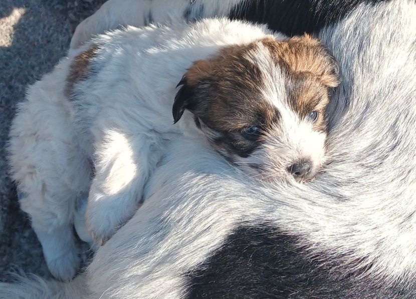  - AAAAAAAA__FLORA ȘI MUSTAȚĂ