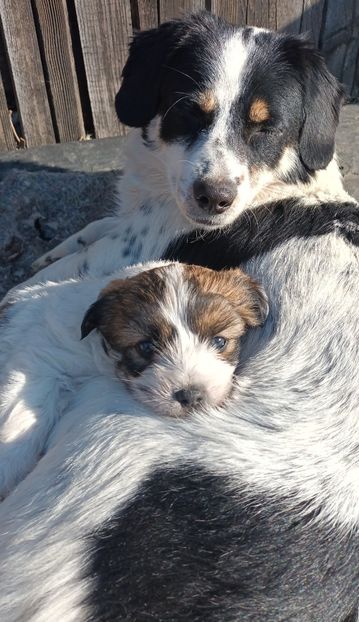  - AAAAAAAA__FLORA ȘI MUSTAȚĂ