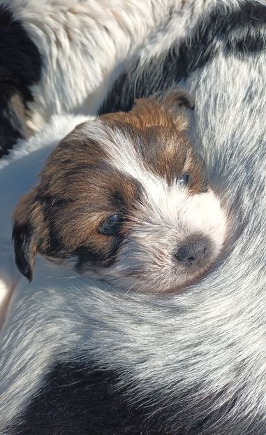  - AAAAAAAA__FLORA ȘI MUSTAȚĂ