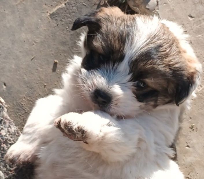  - AAAAAAAA__FLORA ȘI MUSTAȚĂ