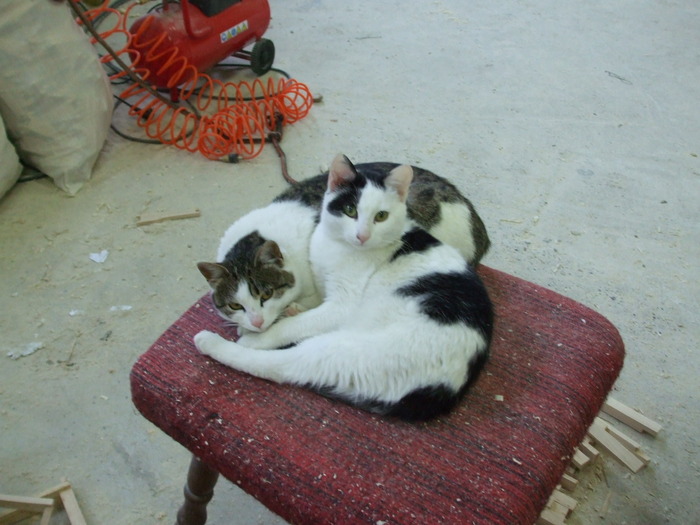 DSCF2064 - Atelierul