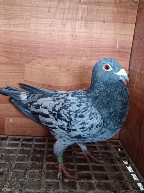  - Nu îmi aparțin 8