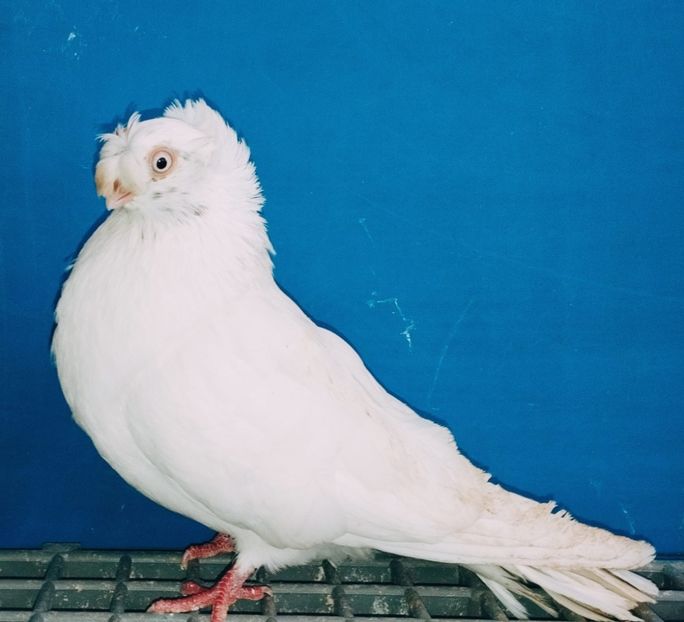 13408 femelă 2024 - Plecați ALBUM 4