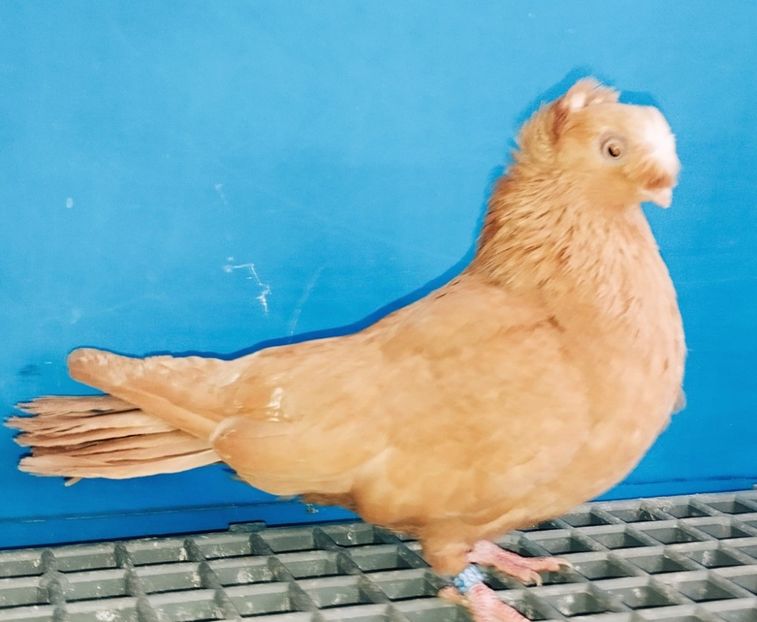 28131 femelă 2024 - Plecați ALBUM 4