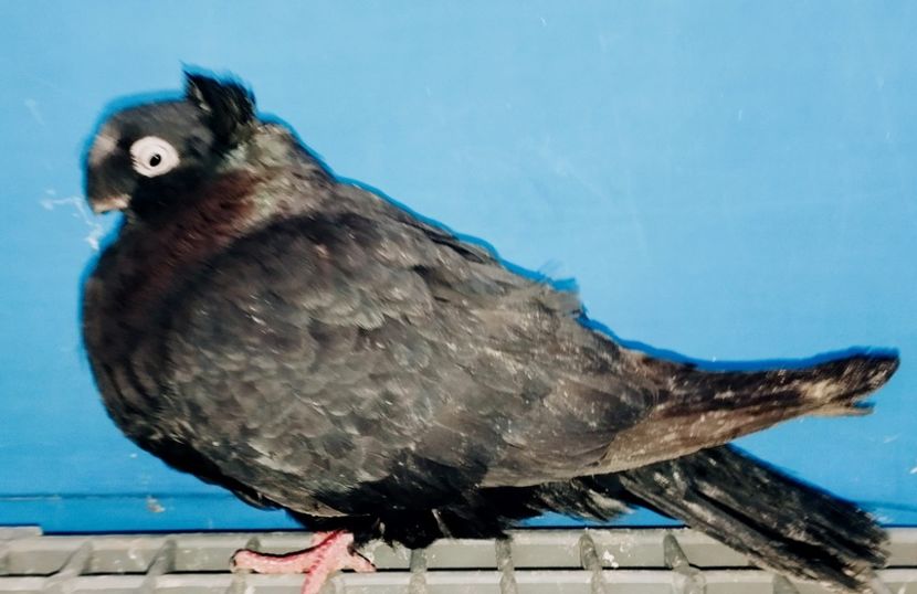 13334 femelă 2024 - Jucători Bimoțați de Ardeal