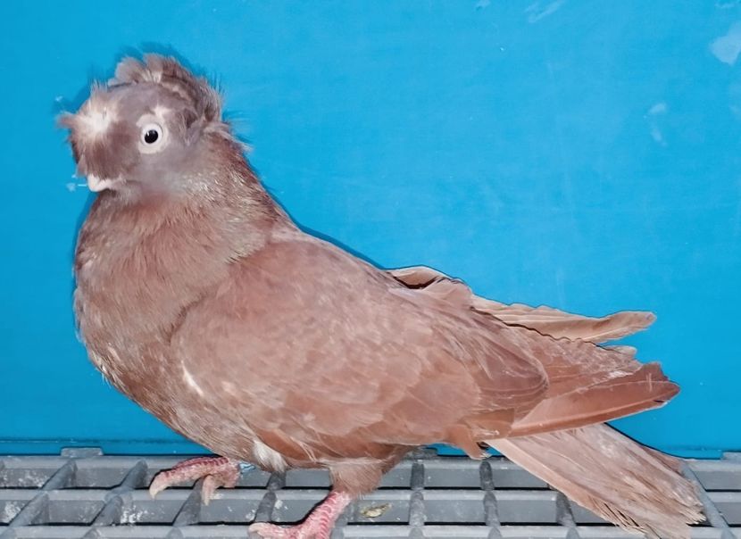 28060 femelă 2024 - Jucători Bimoțați de Ardeal