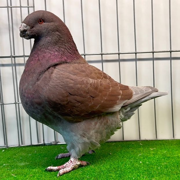  - Masculi pentru 2025