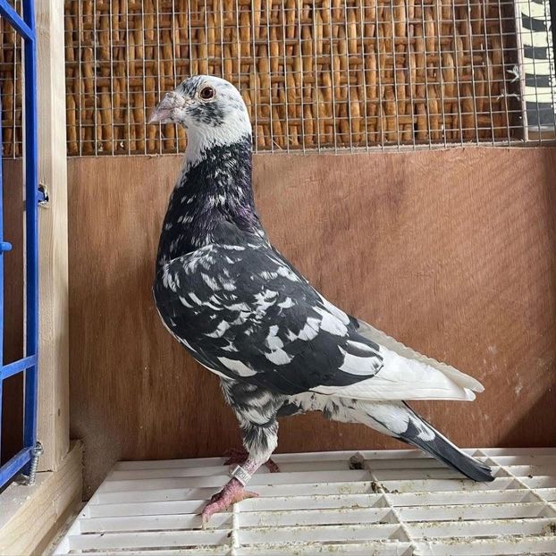  - Nu îmi aparțin 8