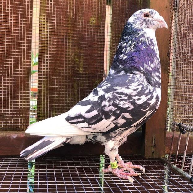  - Nu îmi aparțin 8