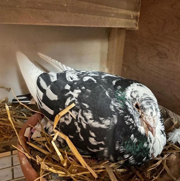  - Nu îmi aparțin 8