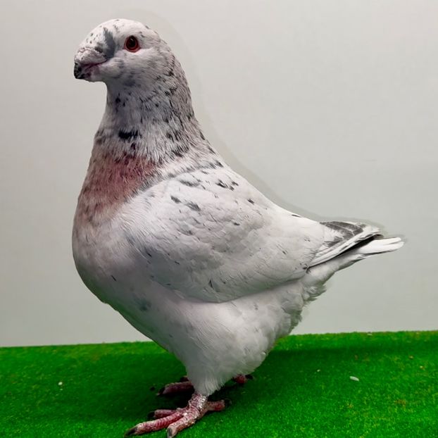  - Masculi pentru 2025