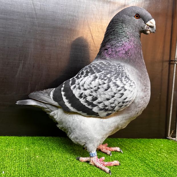  - Masculi pentru 2025