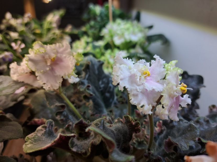  - Violeta EK-Izumrudnoe Kruzhevo