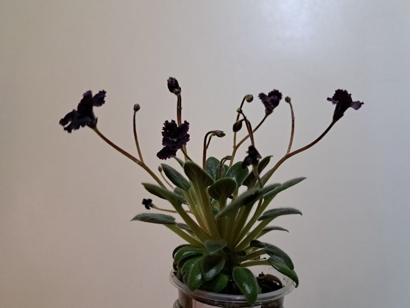  - Violeta Hunter s black talon