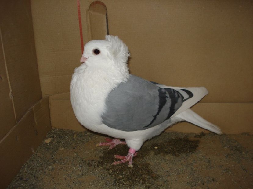 1011-23 f - albastru dungi negre