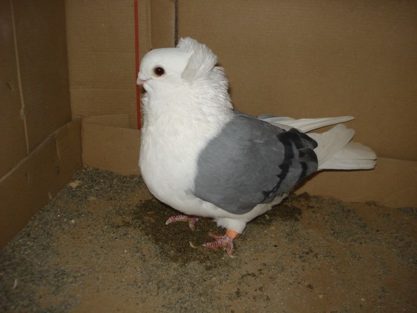 100-20 f - albastru dungi negre