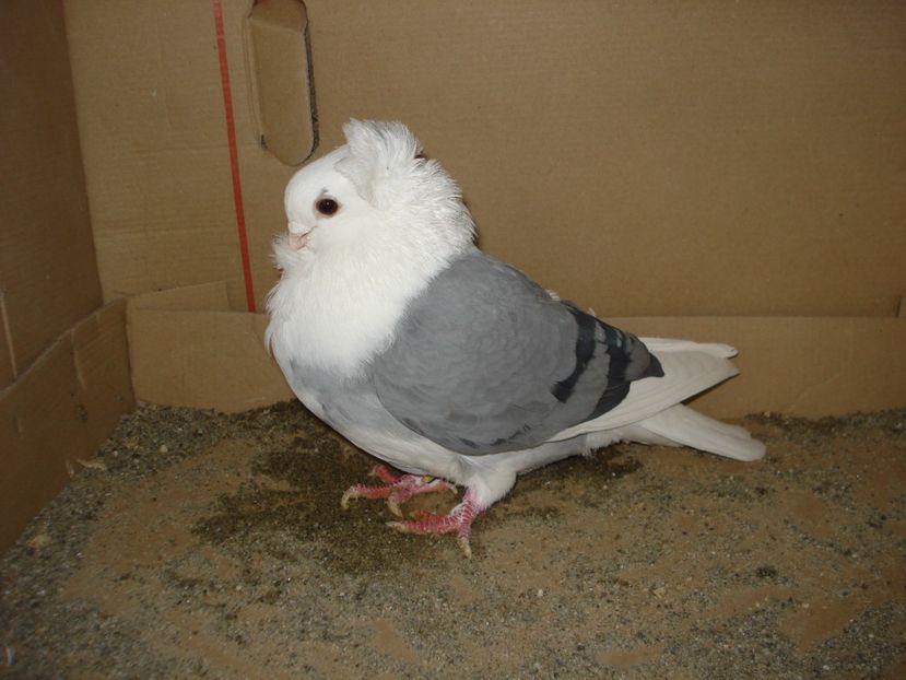 1036-23 f - albastru dungi negre